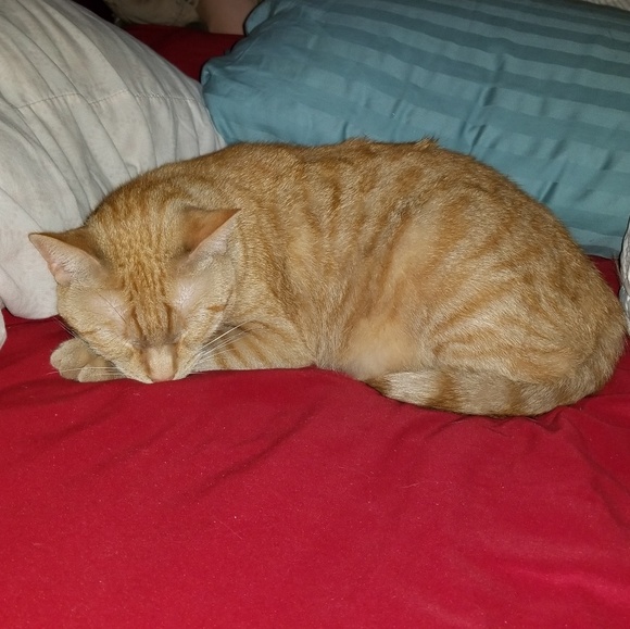 Meet your Posher, Mikala - Picture 4 of 5